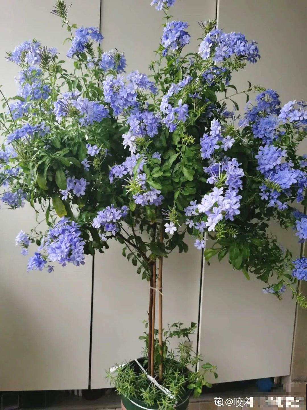 20种花春天开得正盛,花期长、容易爆花,虫害少! 20种花春天开得正盛,花期长、容易爆花,虫害少!