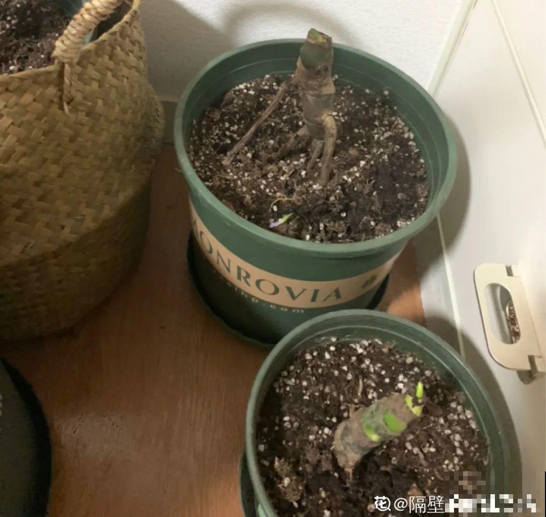 花在半空中生根了？恭喜你，又多了一棵花