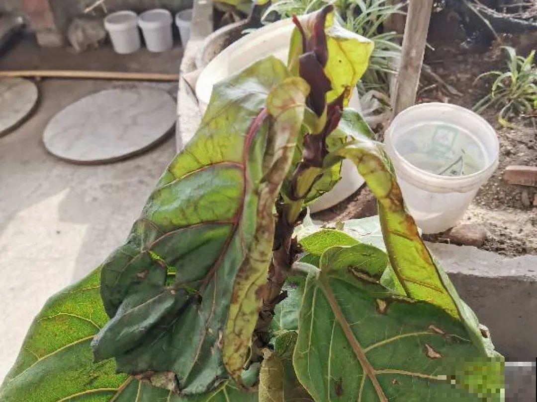常见的20种花，赶紧搬进屋，再不管就冻死了