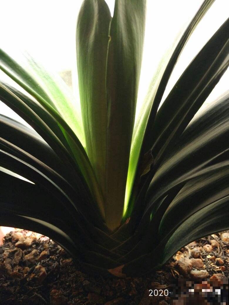 君子兰开花要符合三要素，少一个都开不了，赶紧看看符合几个