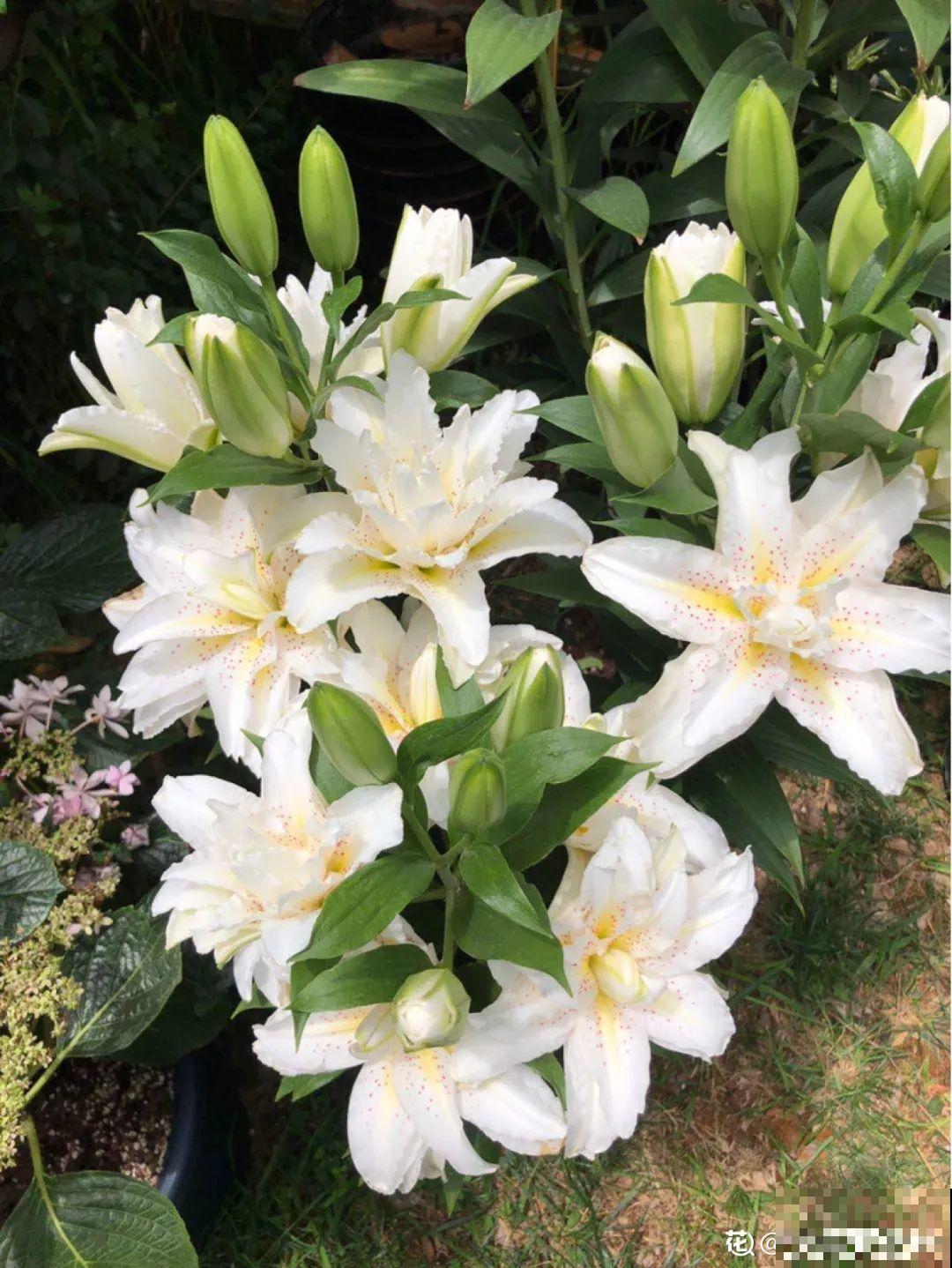 20种花春天开得正盛,花期长、容易爆花,虫害少! 20种花春天开得正盛,花期长、容易爆花,虫害少!