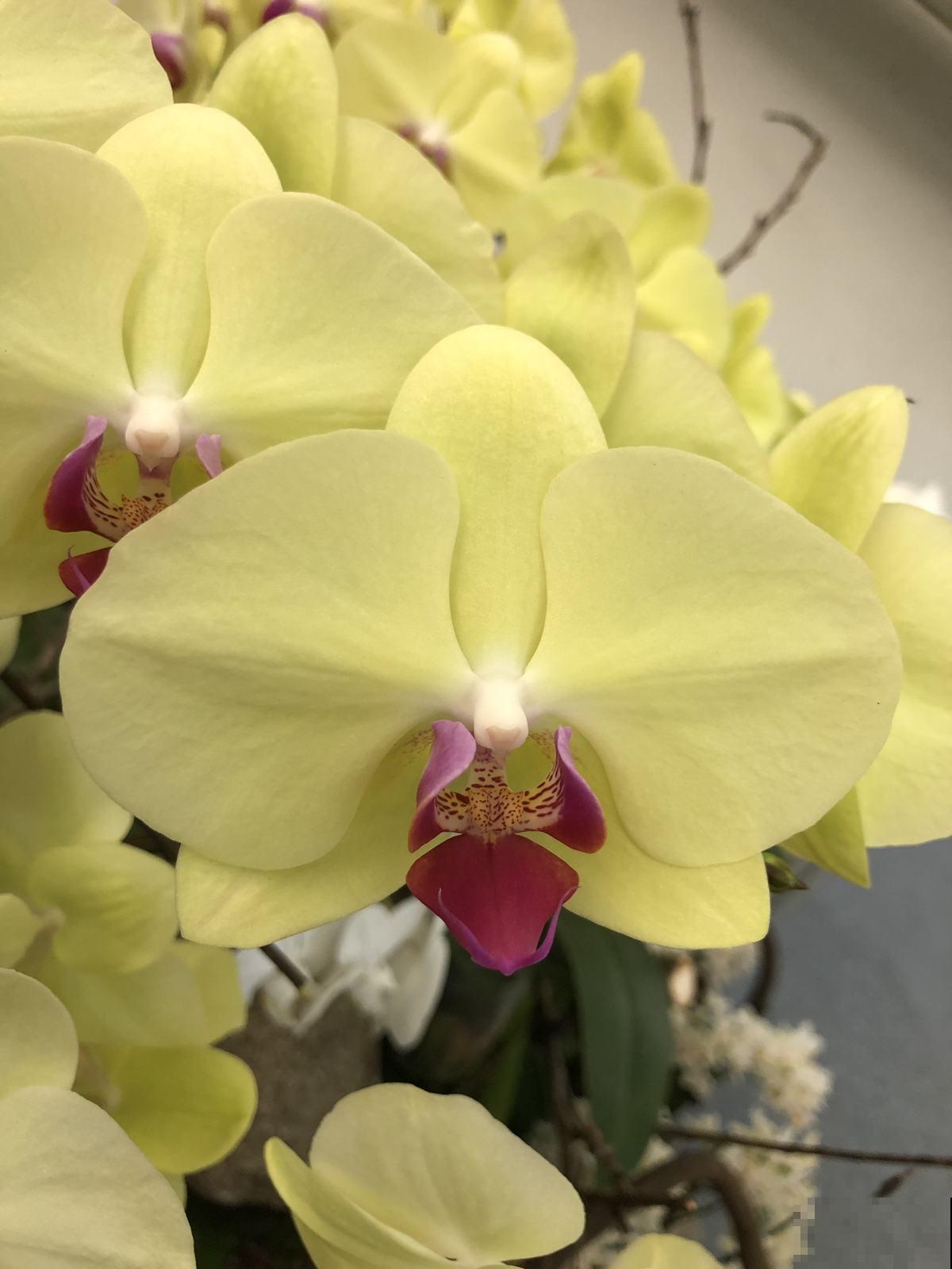 蝴蝶兰其实超级好养,抓住4个关键点,花朵满阳台! 蝴蝶兰其实超级好养,抓住4个关键点,花朵满阳台!