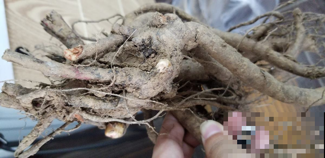 还分不清芍药和牡丹?了解这5点,教你轻松辨别! 还分不清芍药和牡丹?了解这5点,教你轻松辨别!