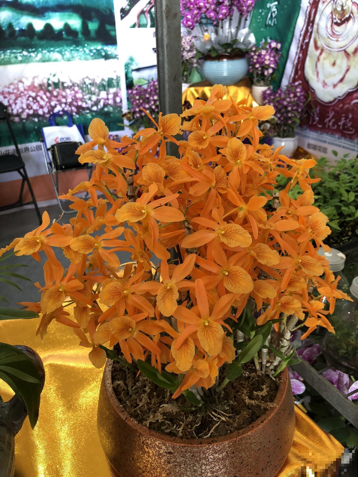 石斛花这么养，不黄叶不烂根，轻松养成“小瀑布”！
