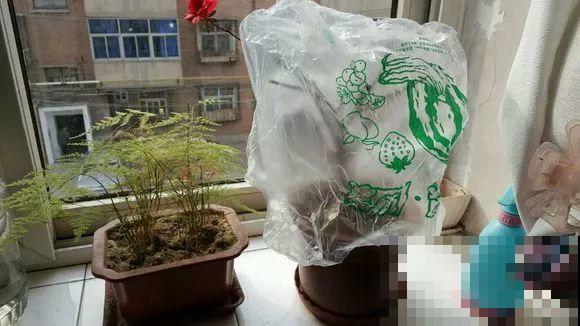 3月是给花剃头的好时机,现在狠心剪,下月就开花 3月是给花剃头的好时机,现在狠心剪,下月就开花