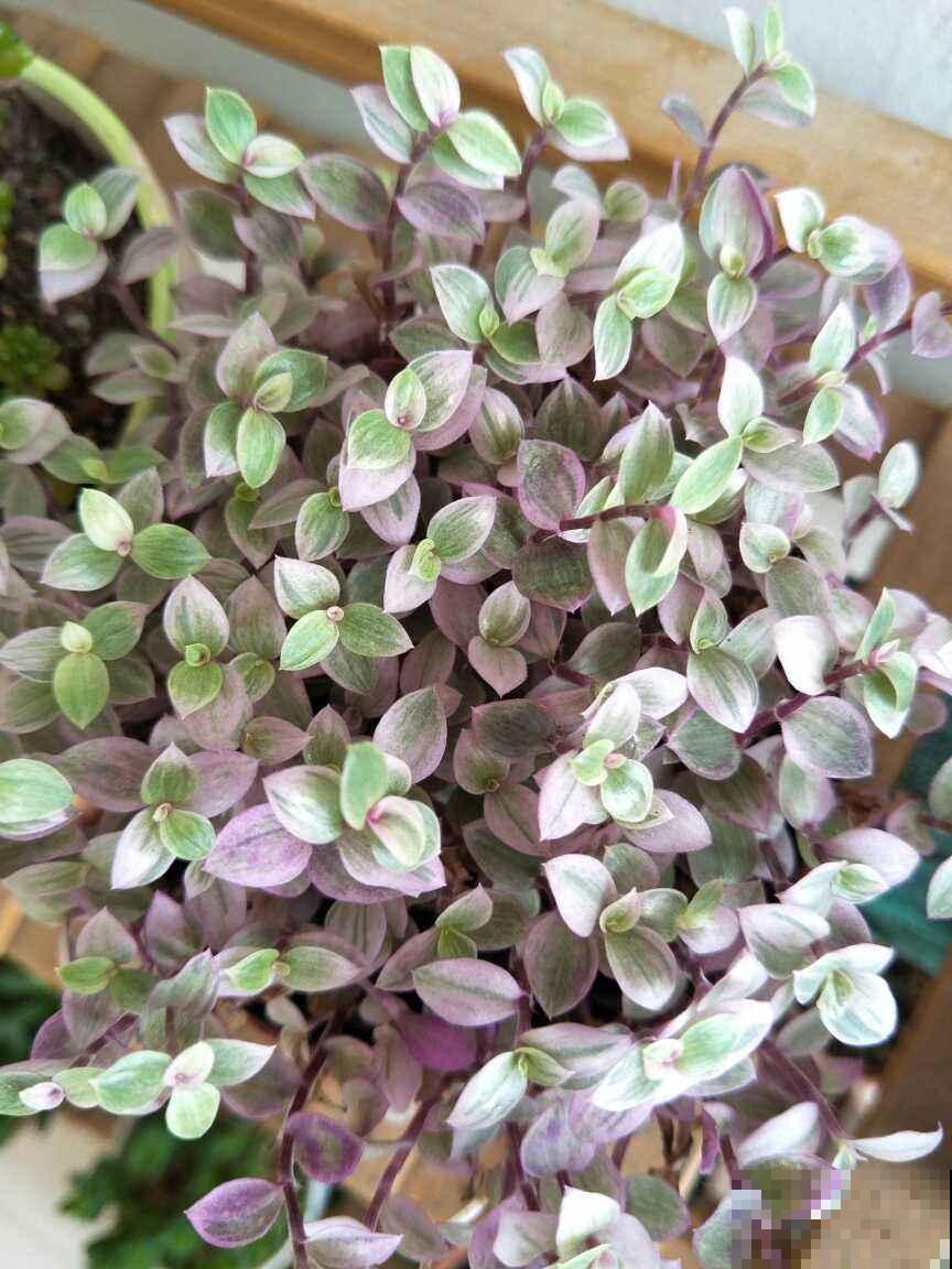 4种花天生粉色,不光好养,还春意浓浓,适合养在家里 4种花天生粉色,不光好养,还春意浓浓,适合养在家里