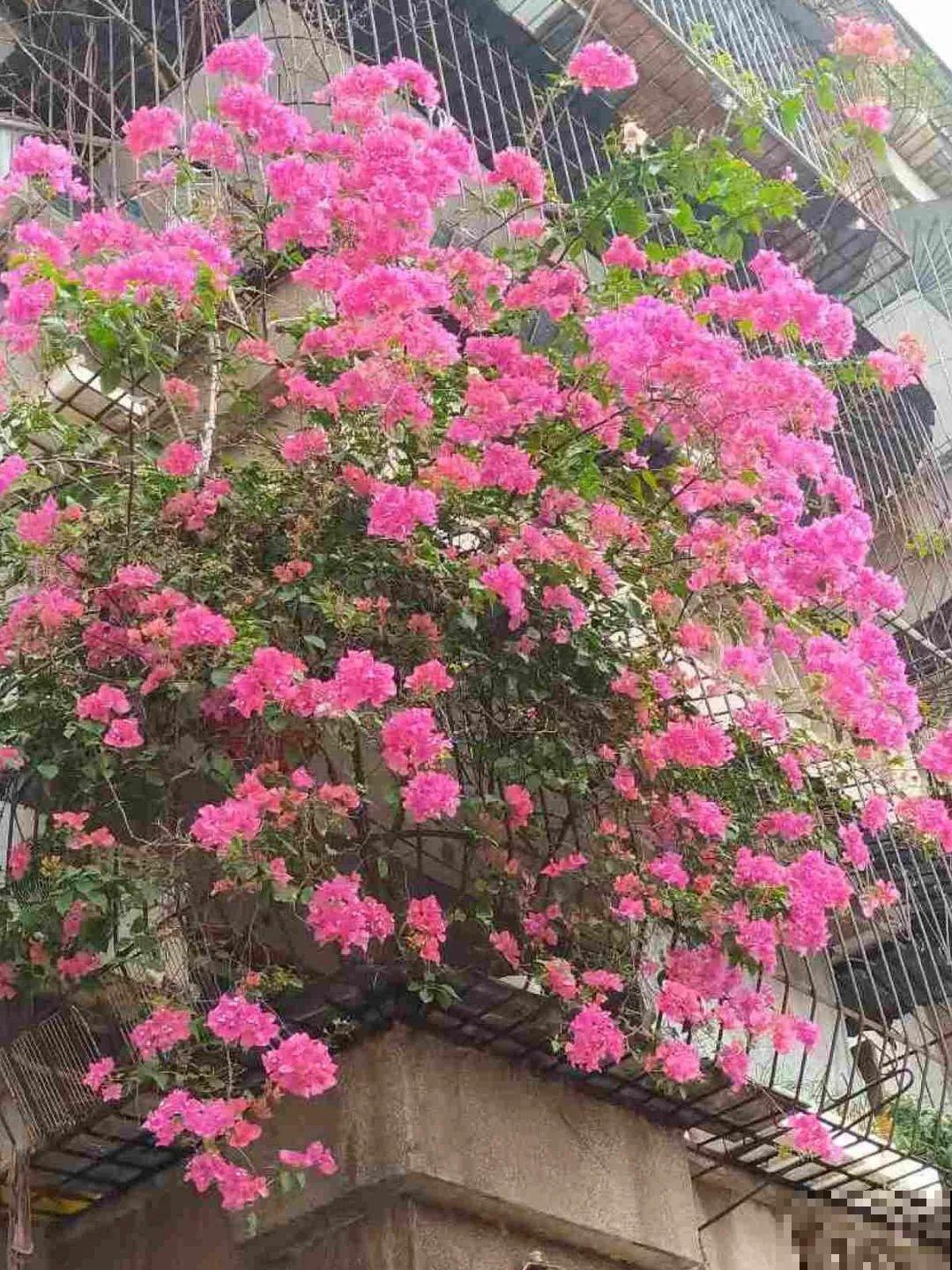 北方养不活的花，南方随便插土里，长了整面墙！