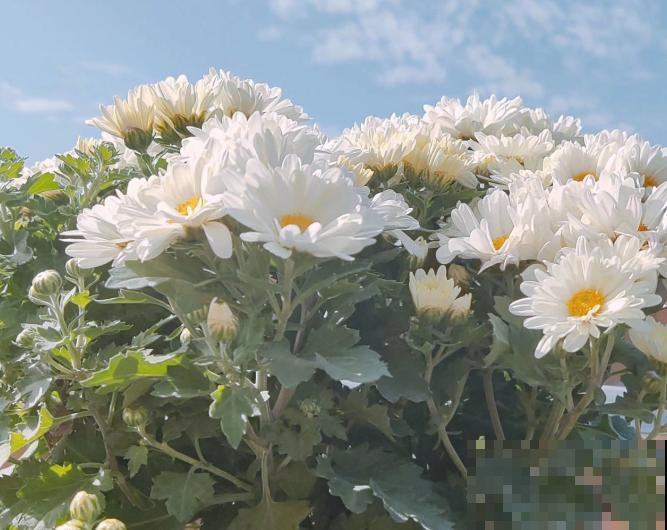 家里养盆千头菊，开花呼呼爆盆，一盆能开上百朵