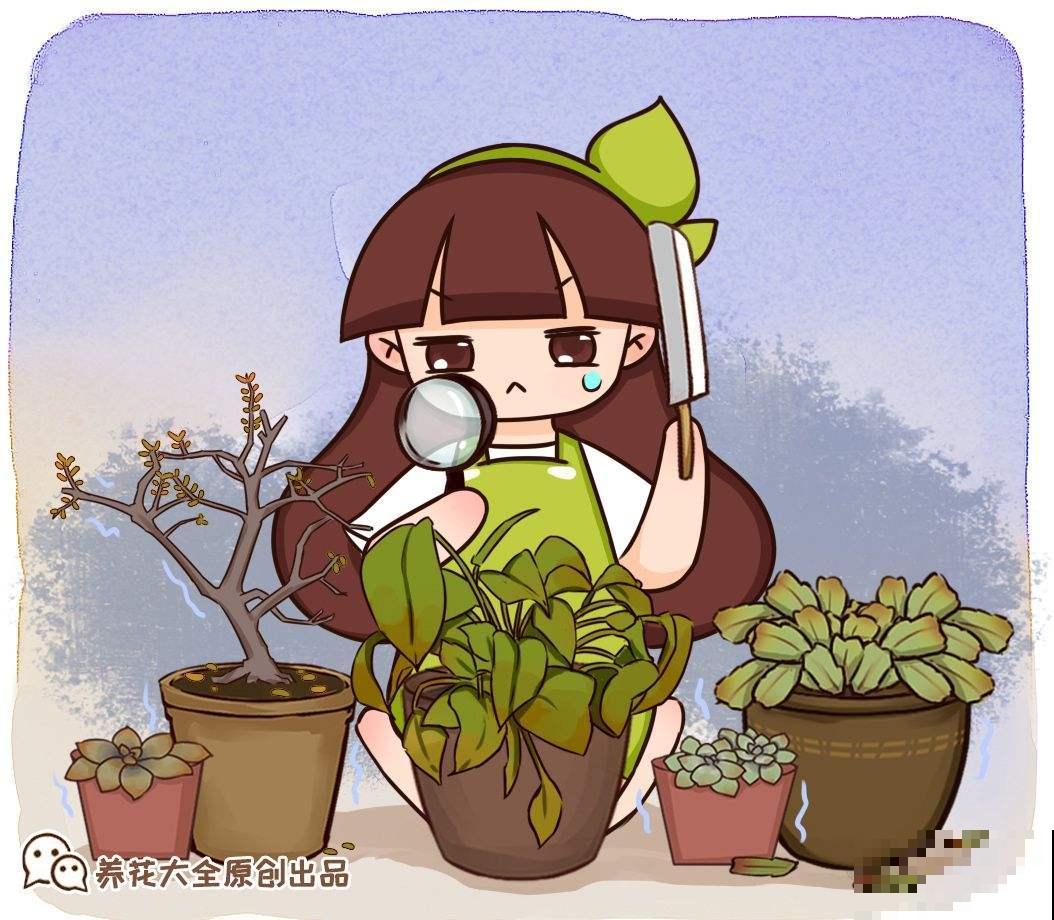 养护多肉千万不要踩的坑，一定要记清楚，不然很难养得活！