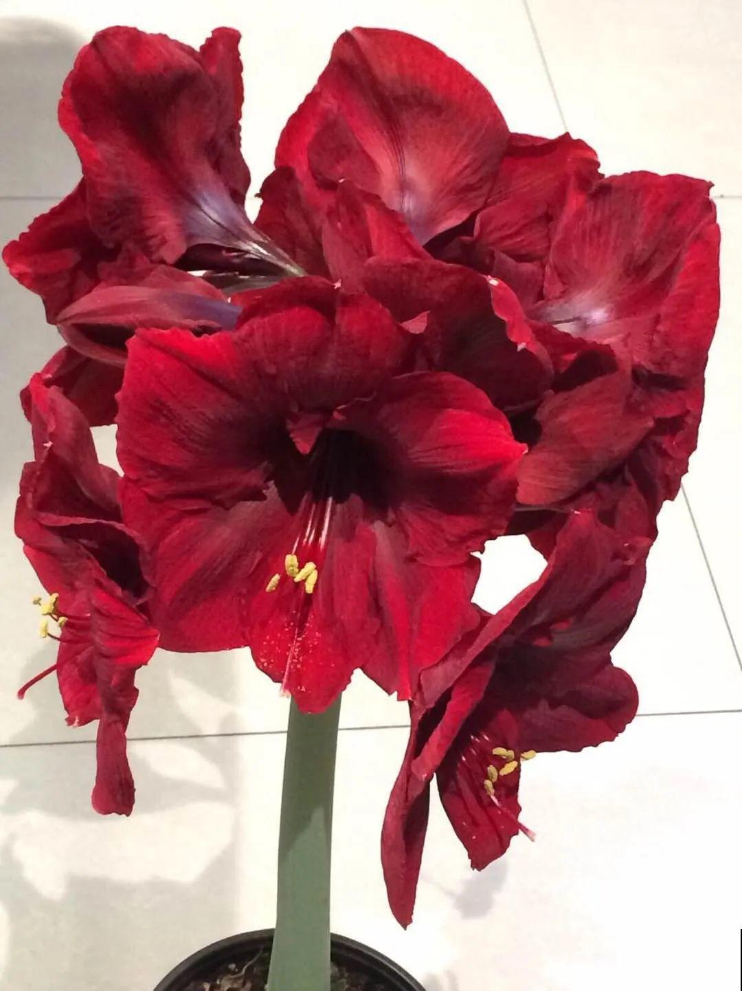 16种高颜值花，冬天耐寒不娇气，新手也能养爆盆