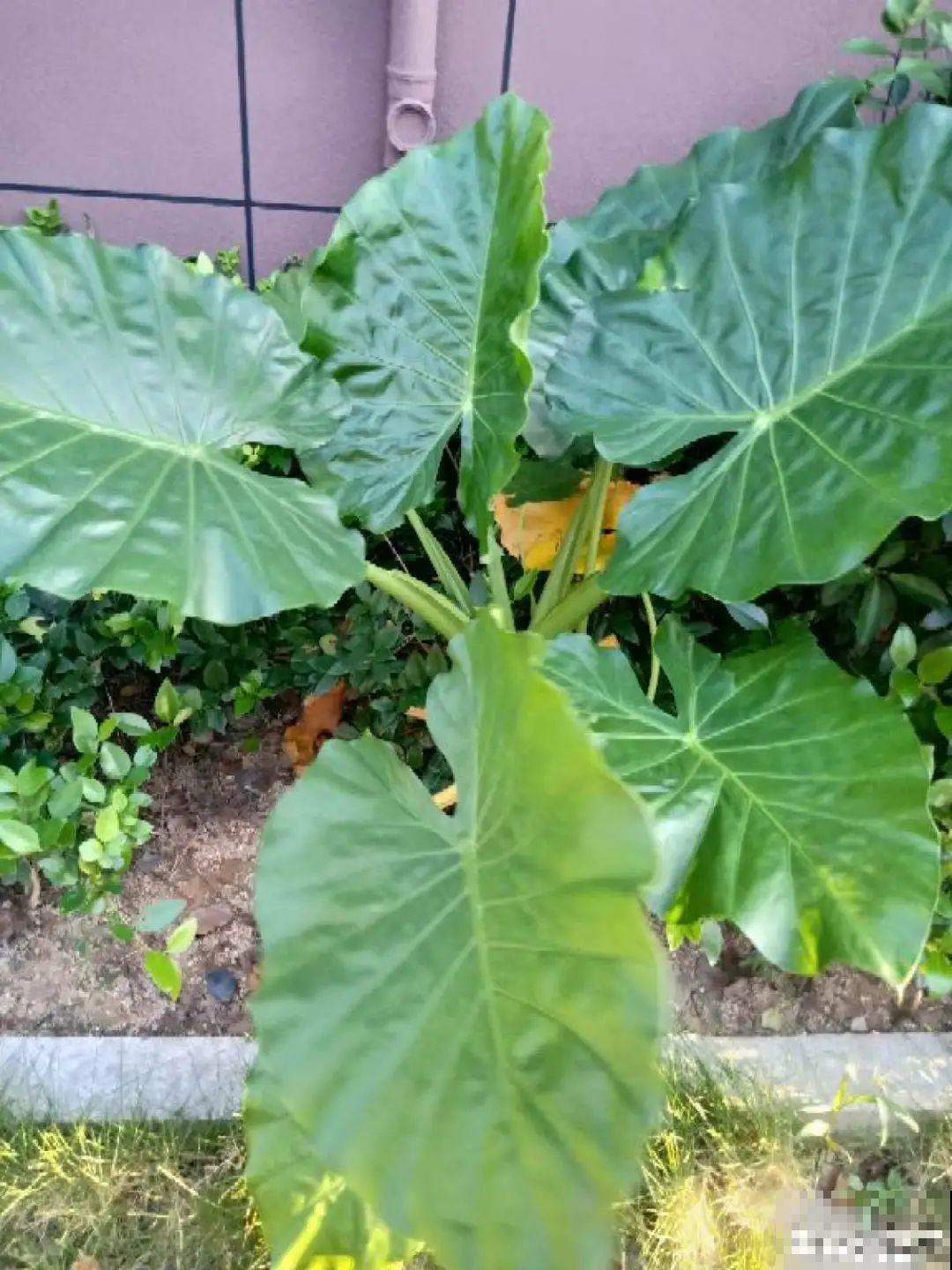 花长得像蔬菜，那也不能吃，有毒的！