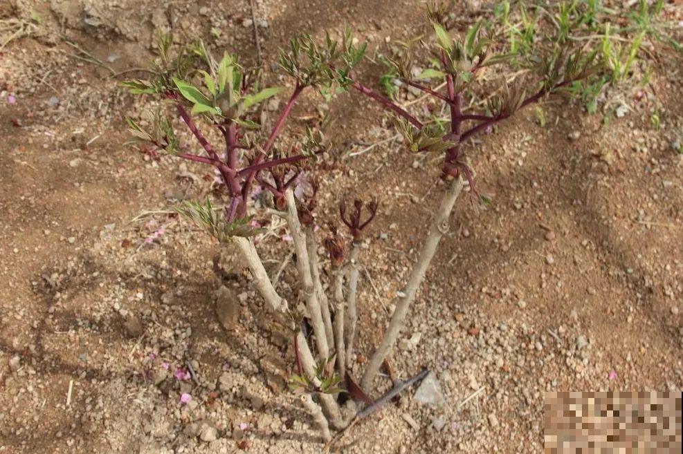 春天花要苏醒了，快施肥，新芽狂窜不断