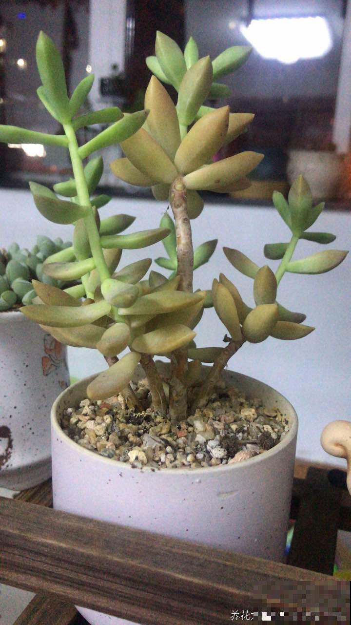 多肉长得老高,长成了“瘦高杆”,赶紧砍掉还能变美 多肉长得老高,长成了“瘦高杆”,赶紧砍掉还能变美