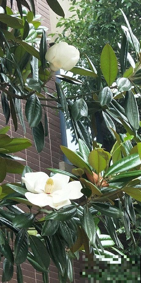 橡皮树突然开花，一定是有好兆头！