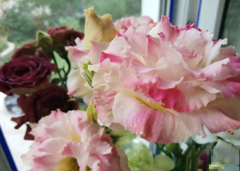 这4种花是“一次性的”，好看又好养，开完直接扔！