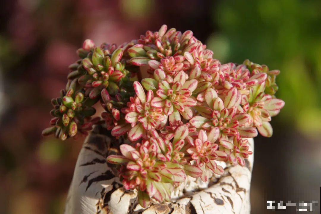 多肉要是养好了，精致得像艺术品，光看就很满足了