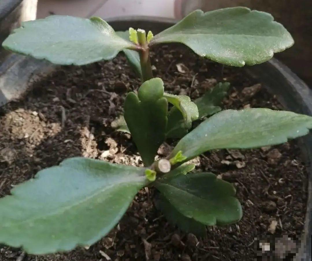 长寿花超全大养护，养爆盆的秘密，全在这里！