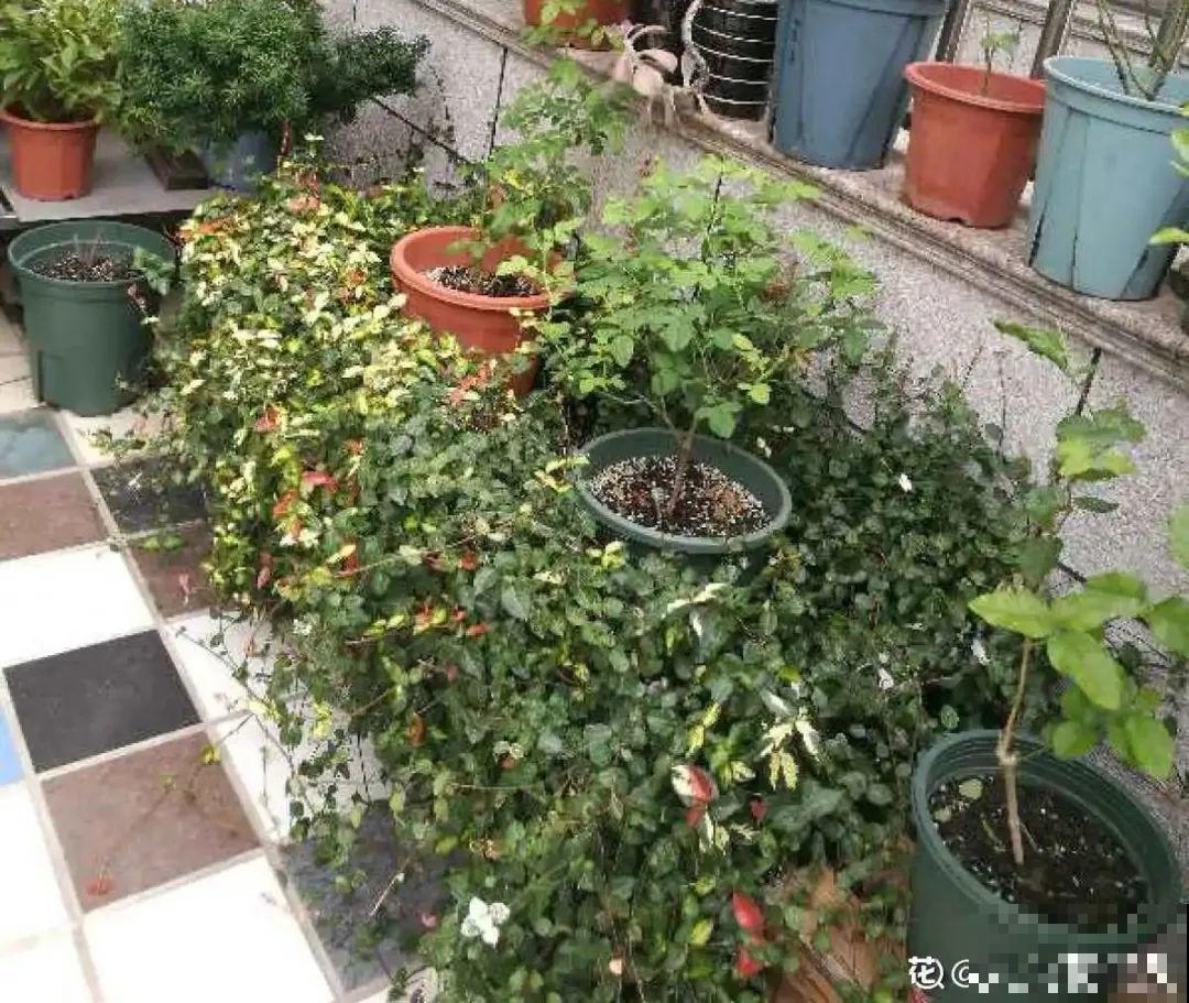 管住手！这几样事少做，花才能安稳过冬！