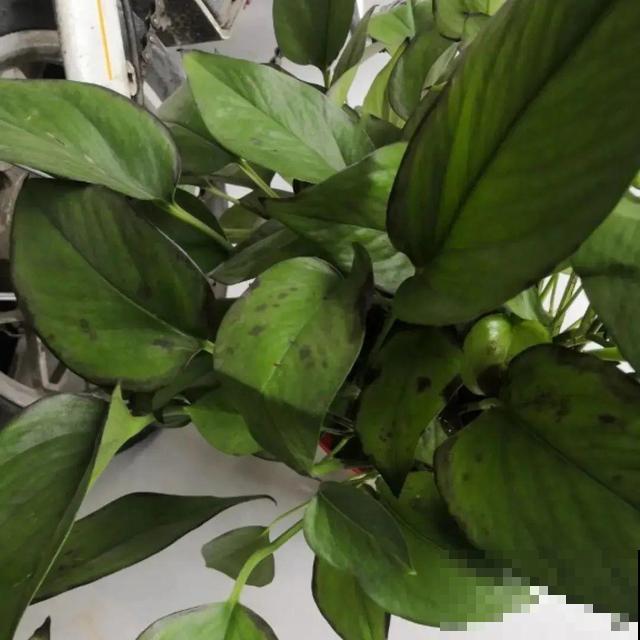 家里养这10种花,冻伤了要赶紧救,晚了就救不回来了 家里养这10种花,冻伤了要赶紧救,晚了就救不回来了