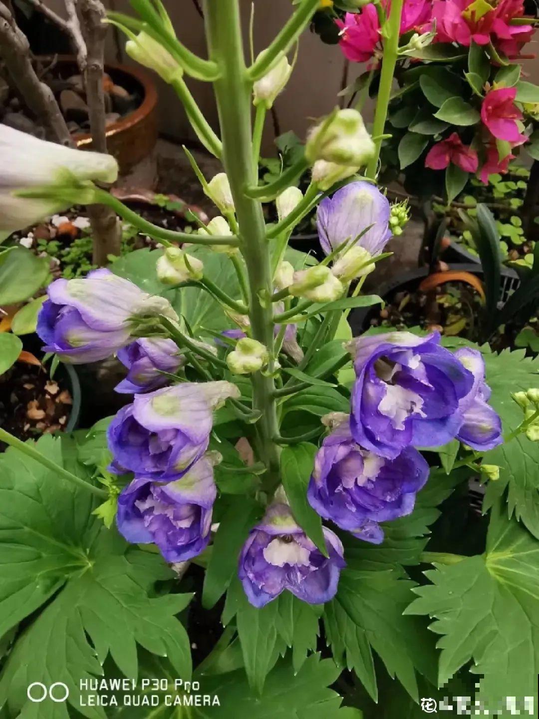 大花飞燕草太美，蓝紫色花朵清新脱俗，开花像只燕子