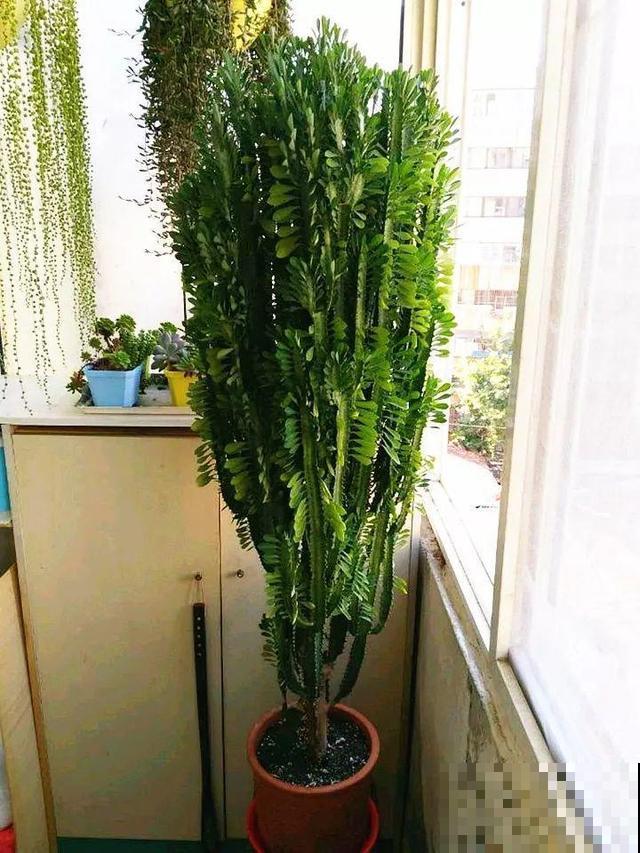 养龙骨这4点别忘记，轻松长到房顶，太大气了！