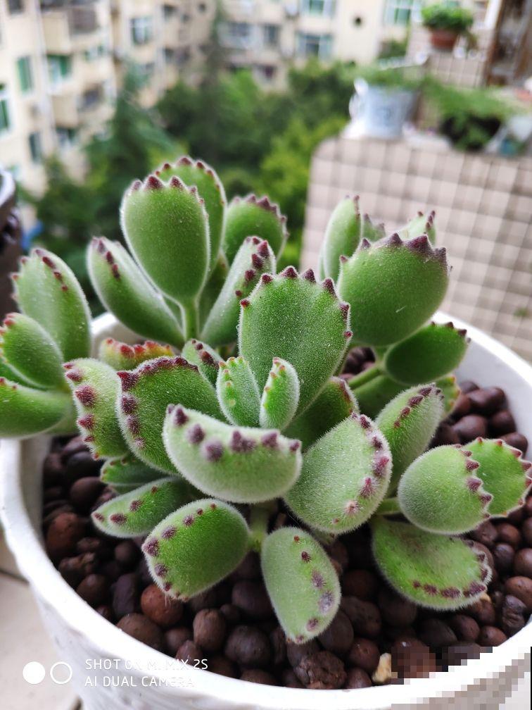 春天特受欢迎的多肉，超全的养护要点，看一遍就能学会