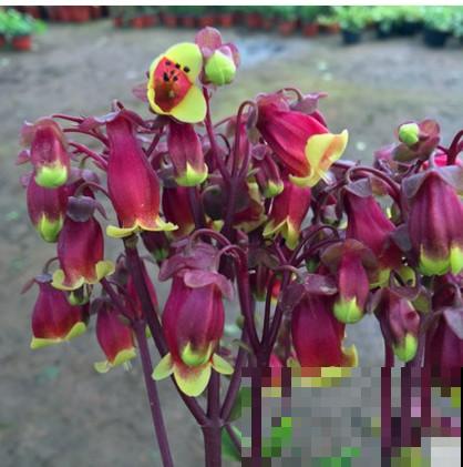 3种花不能让它们长太高，光长个子，就很难开花了