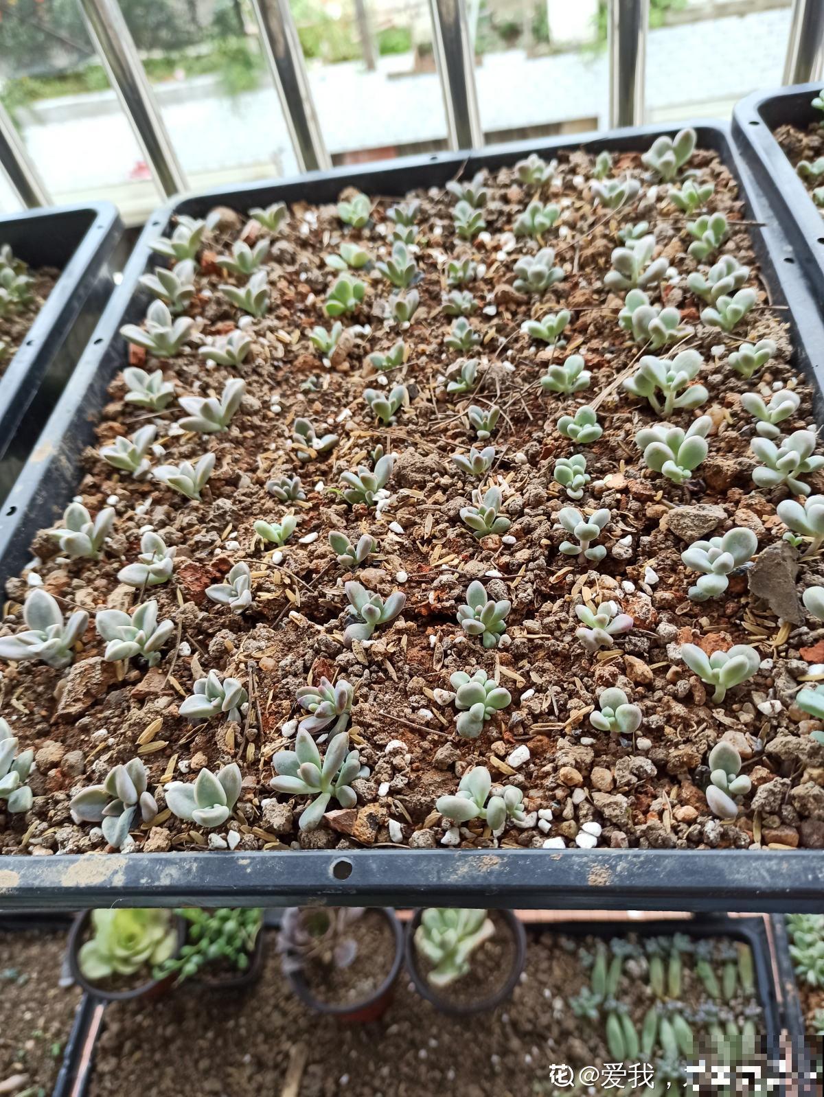 她养了上千棵多肉，排列得整整齐齐，妥妥的强迫症福音！