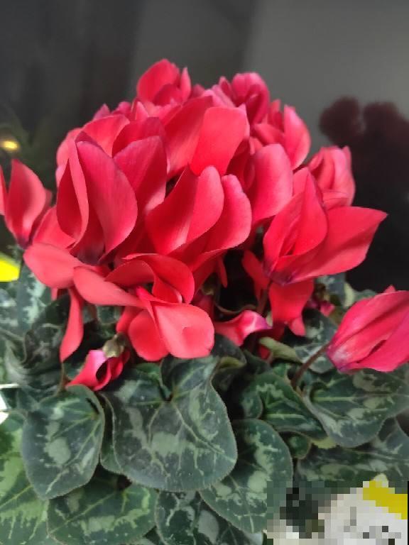 过年不知道买什么花，3种类型随便挑，好养寓意也好