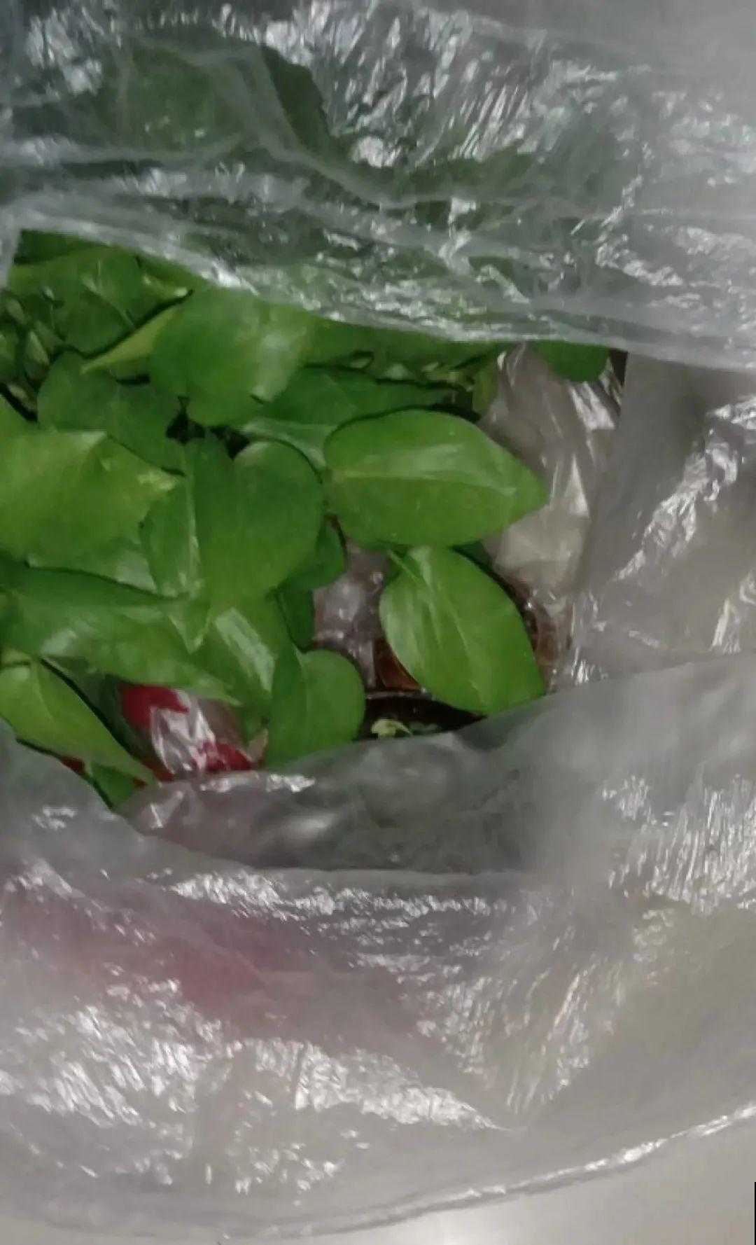 冬天太冷，花要及时保暖，才能安全越冬