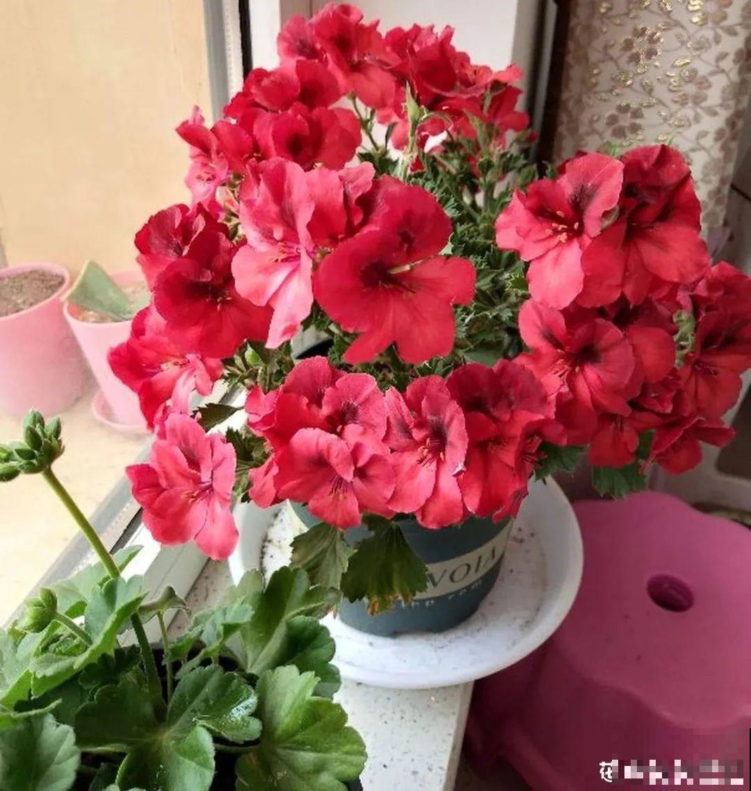 16种高颜值花，冬天耐寒不娇气，新手也能养爆盆