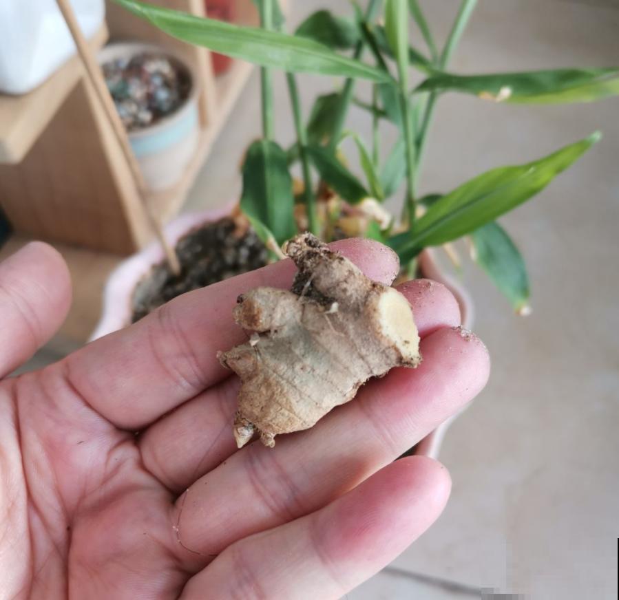 晚饭里的姜丝能不能吃？答案很重要，不能乱吃！