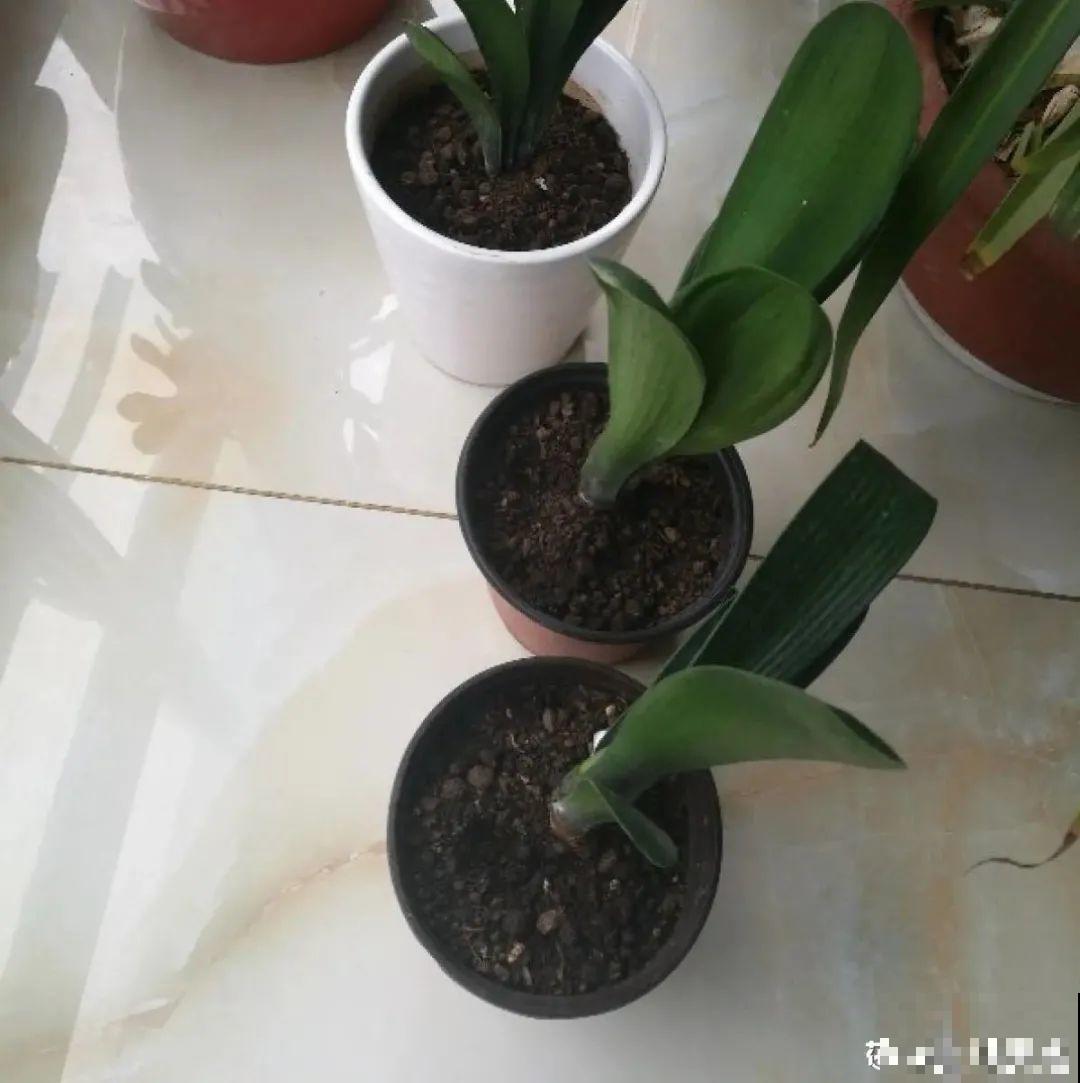 春天给花分株，1盆变成多盆，很快爆盆
