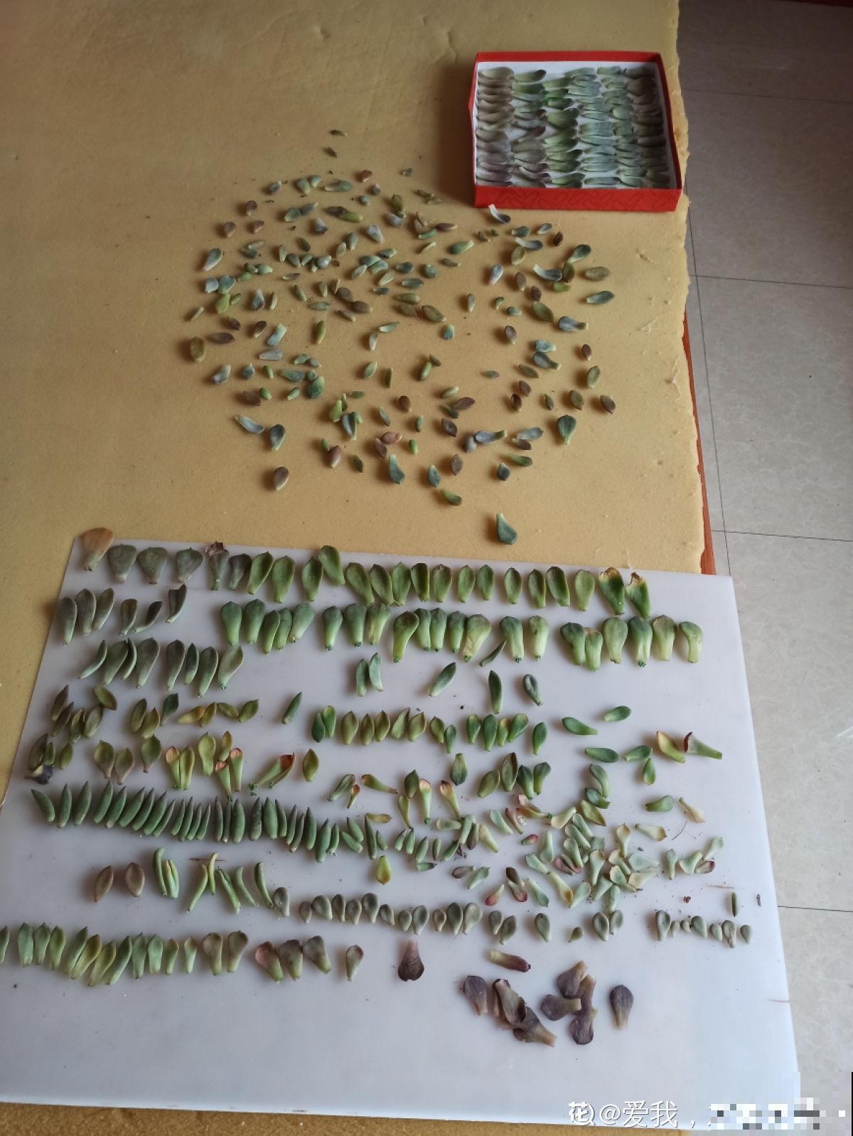 她养了上千棵多肉，排列得整整齐齐，妥妥的强迫症福音！