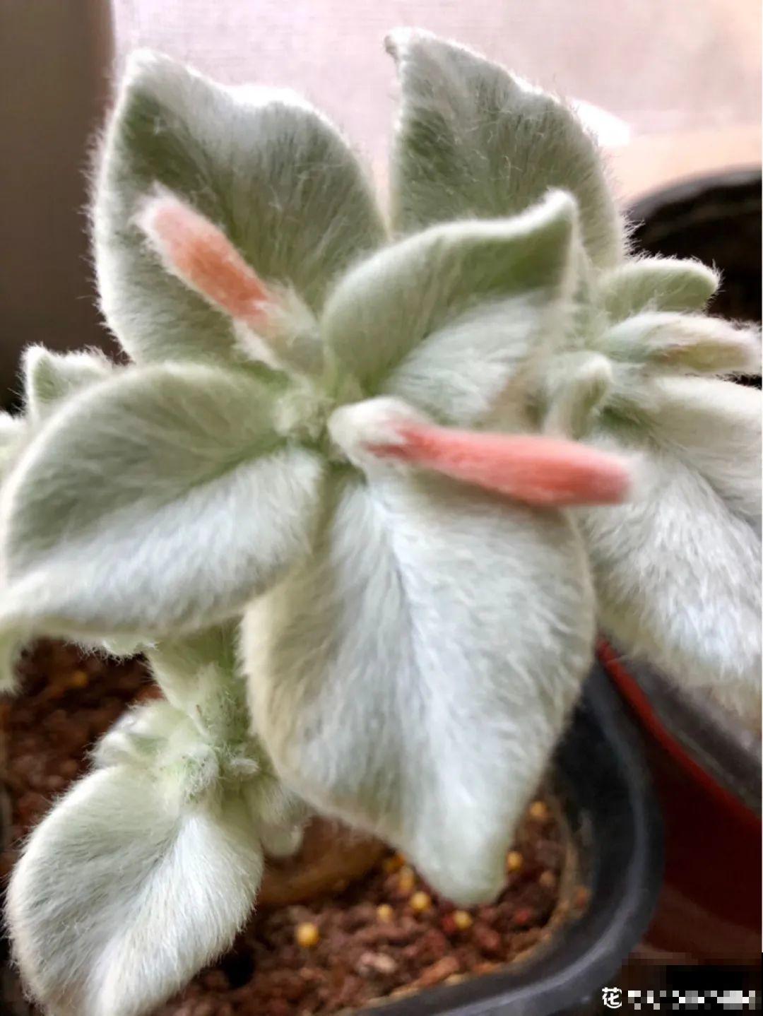 农村树上长出大萝卜?开出灯笼花,价格贵的出奇! 农村树上长出大萝卜?开出灯笼花,价格贵的出奇!