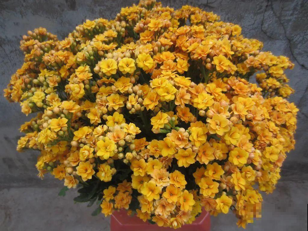 长寿花超全大养护，养爆盆的秘密，全在这里！