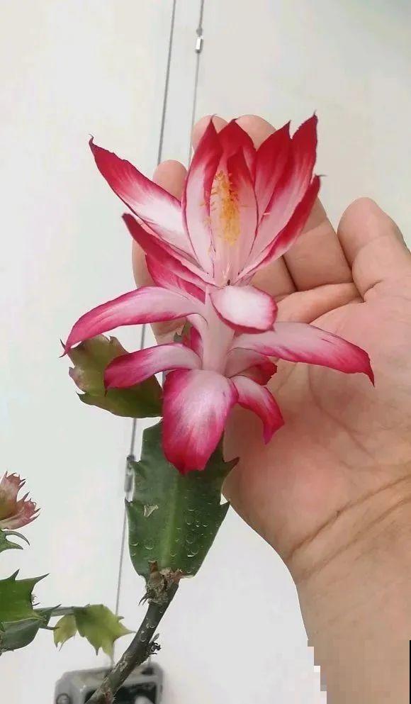 上万块的蟹爪兰，开花像烟花，养过的人不多