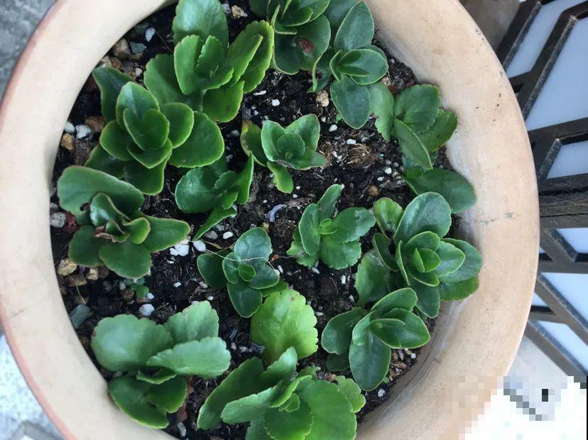 长寿花超全大养护，养爆盆的秘密，全在这里！