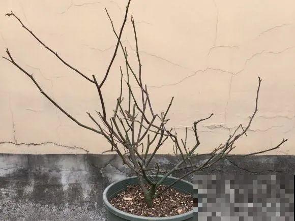 月季12个月计划表，按照这个养，大花墙不是梦！