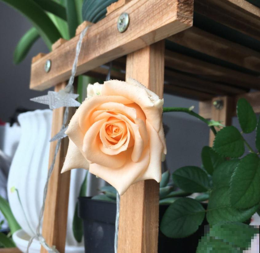 这种花美得很独特,家里种一盆,亲戚抢着要! 这种花美得很独特,家里种一盆,亲戚抢着要!