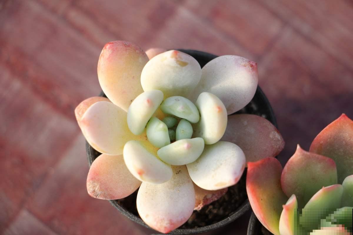 不是所有植物都能喷水养护，这4种千万别喷水，不然很容易黄叶！