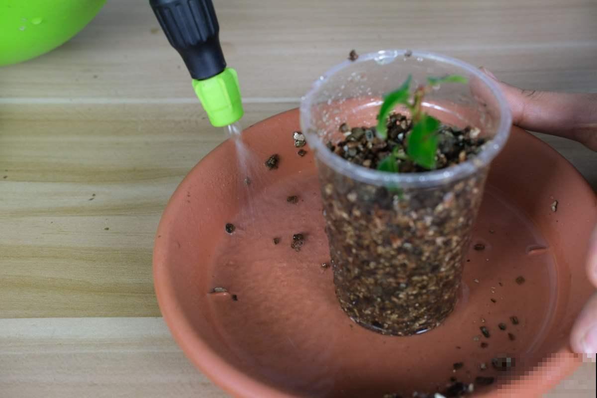 扦插有绝招！一学就会，家里再也不用买花了！