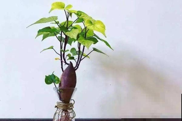 枯死也别扔!这5种花扔进水盆里,还能轻松“重生”! 枯死也别扔!这5种花扔进水盆里,还能轻松“重生”!