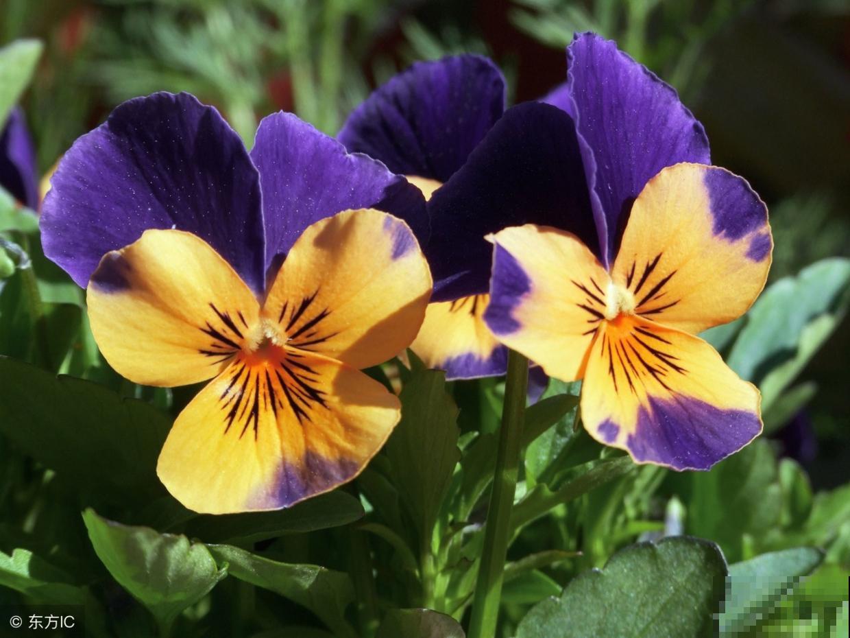 一盆花三个颜色,“草花皇后”三色堇,做好5点花开不断! 一盆花三个颜色,“草花皇后”三色堇,做好5点花开不断!