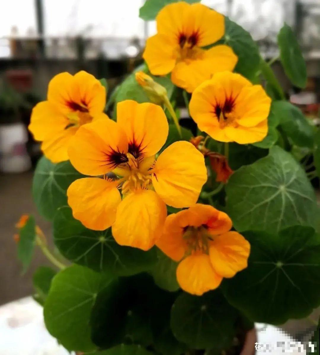 20种花春天开得正盛,花期长、容易爆花,虫害少! 20种花春天开得正盛,花期长、容易爆花,虫害少!