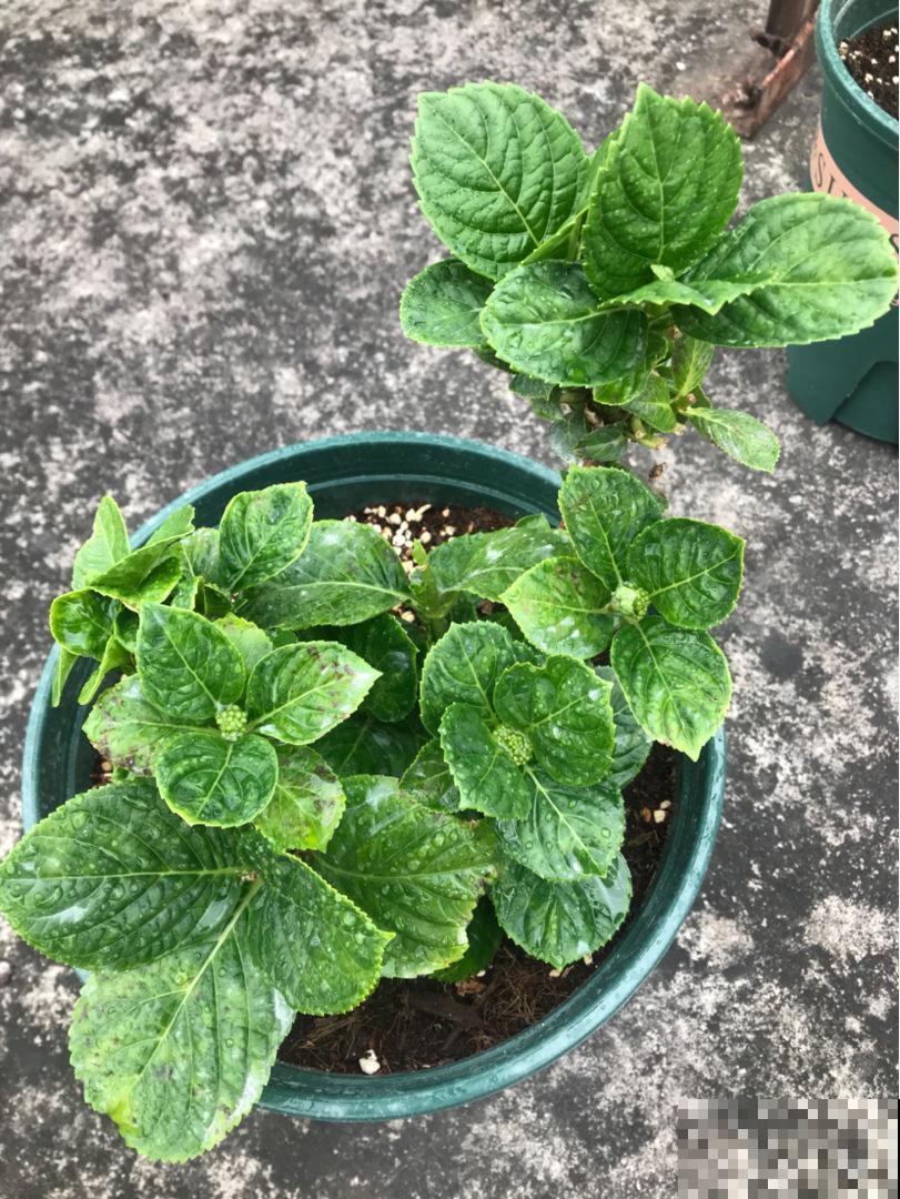 春天了,3种花要苏醒,准备修剪施肥浇水了! 春天了,3种花要苏醒,准备修剪施肥浇水了!