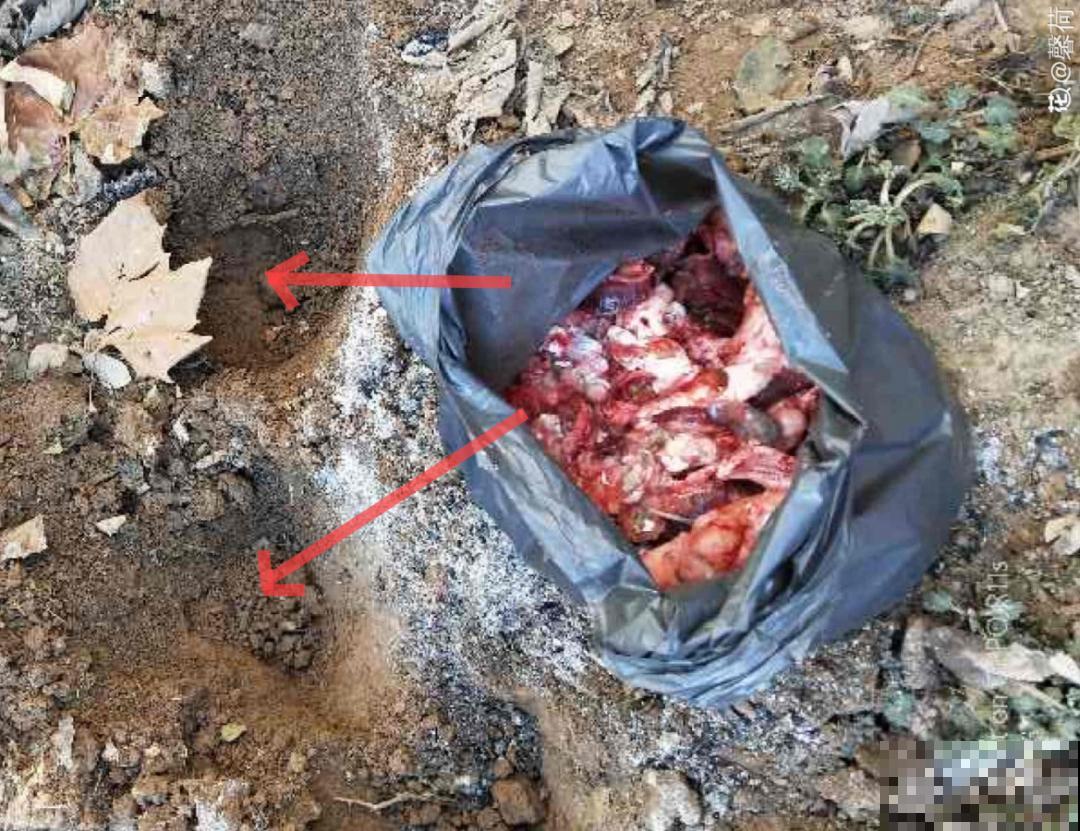 鱼肠肥、大骨粉，现在埋几勺，春天开花上百朵