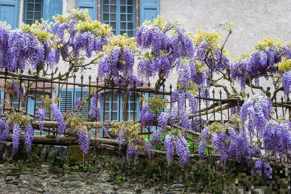 冬剪开始了，月季看见这种枝，就要赶紧剪！