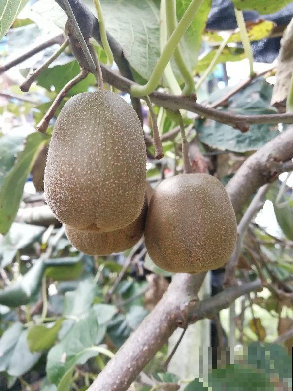 要学会用冰箱，才能保证食材新鲜，不然食物都生细菌了