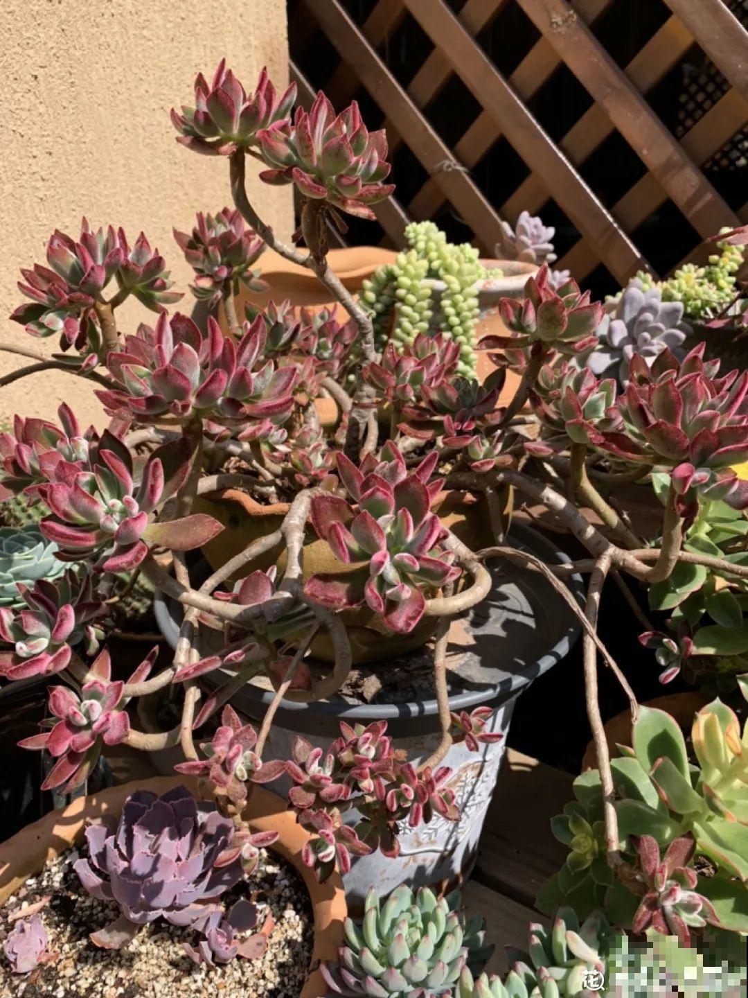 多肉老桩有多美，看着像是艺术品，造型超美